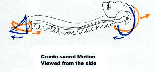 cr-4-craniosacral-motion-vi